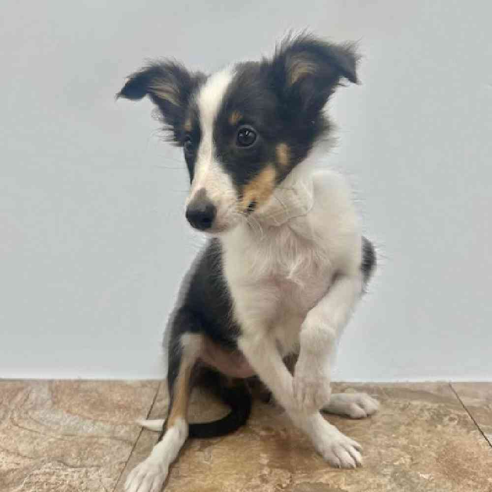 Female Sheltie Puppy for Sale in St. George, UT