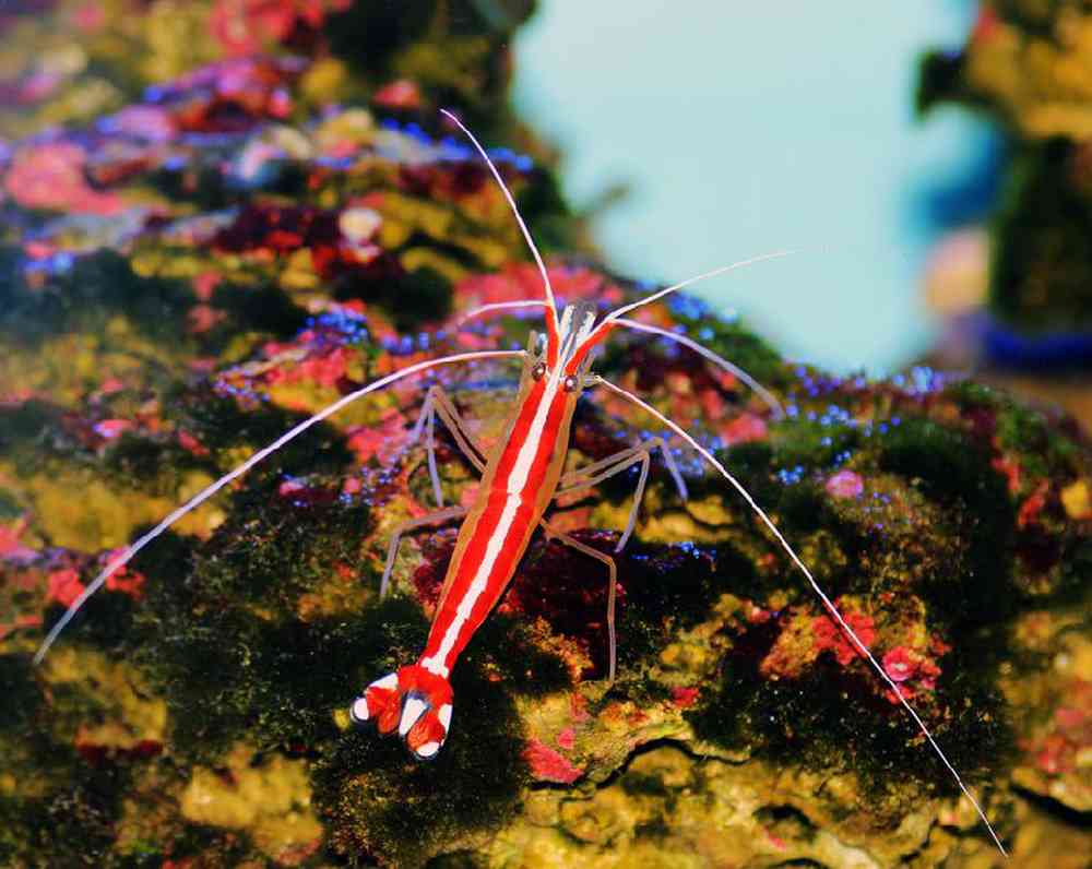 Unknown Shrimp Scarlet Skunk Cleaner Saltwater Invert for sale