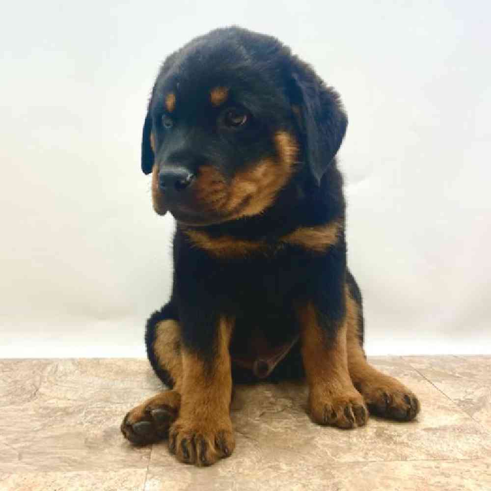 Male Rottweiler Puppy for Sale in St. George, UT