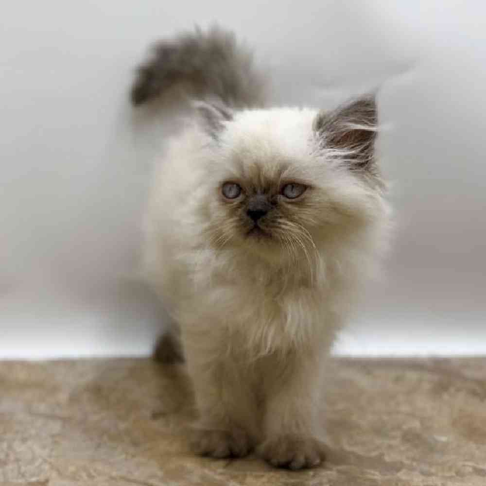 Kitten Persian