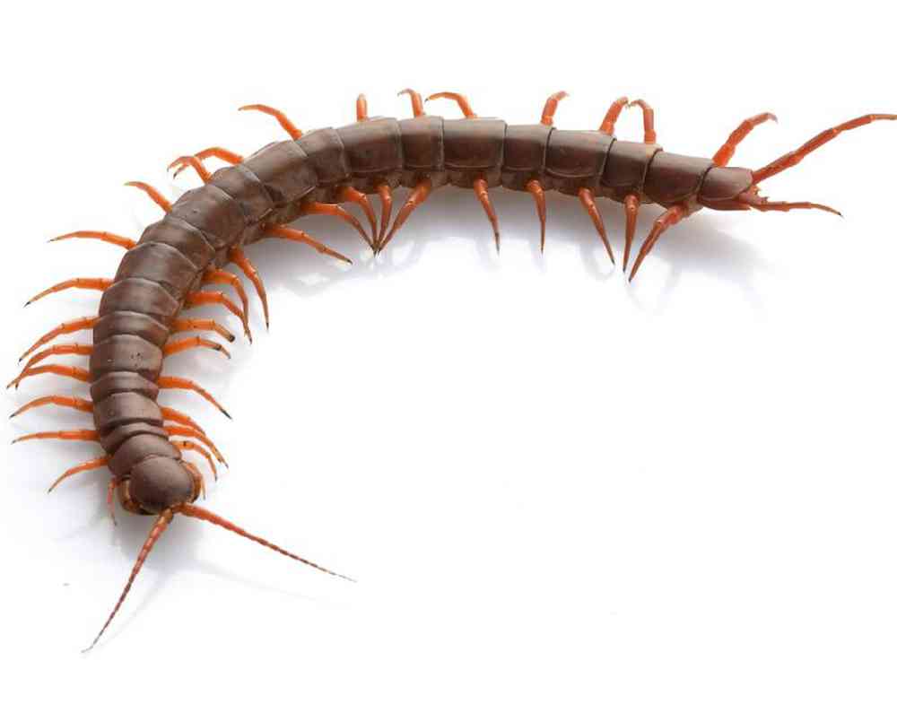 Centipede Vietnamese