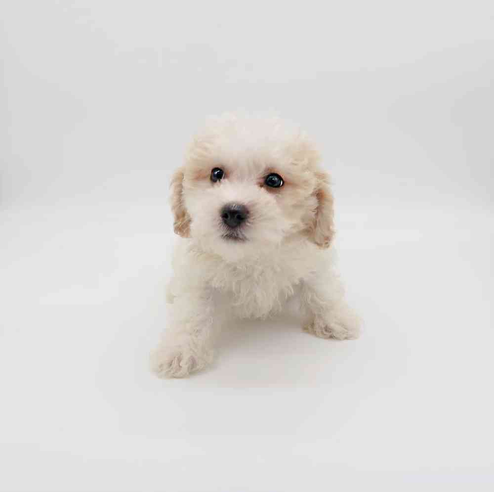 Male Maltipoo Puppy for Sale in Henderson, NV