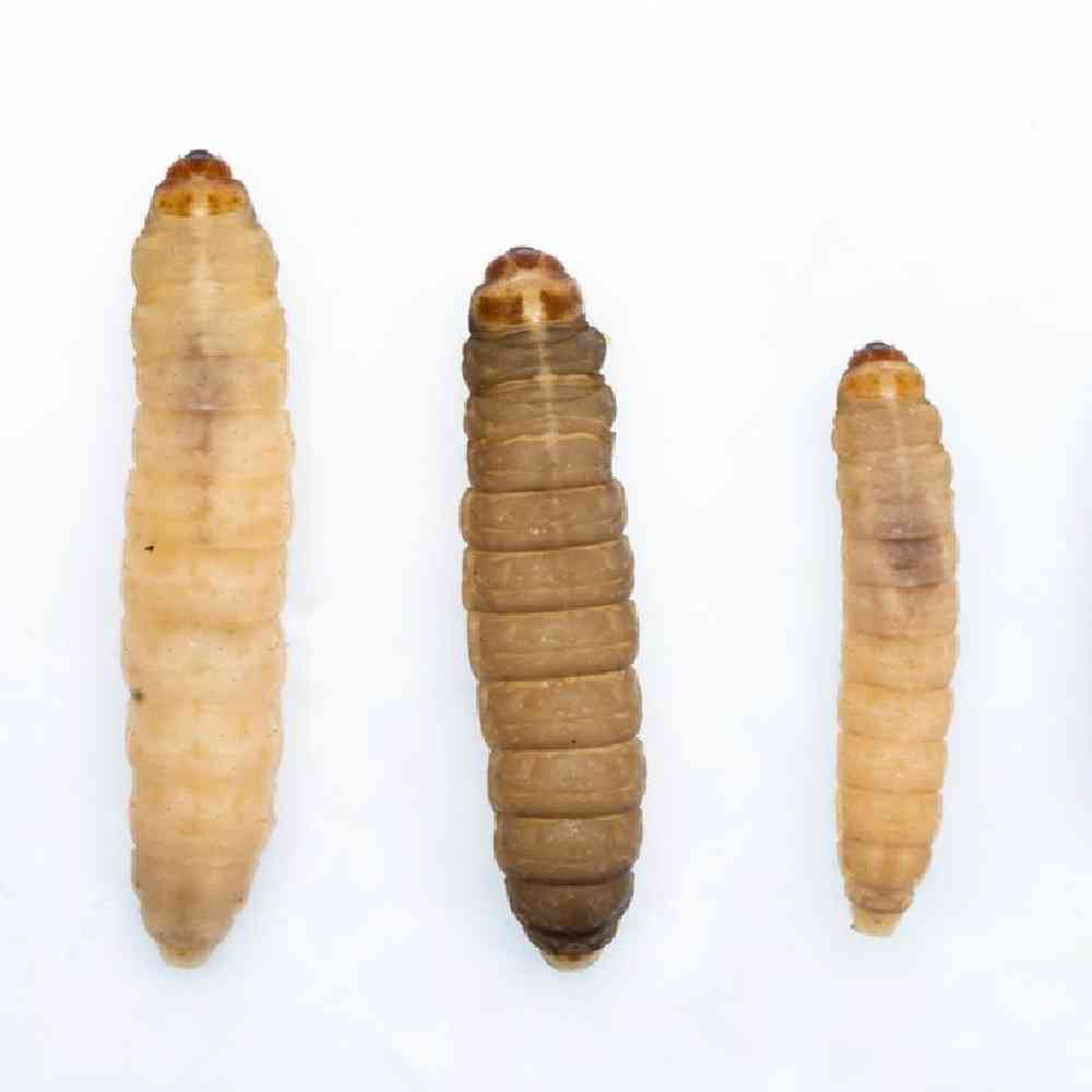 Unknown Wax Worms Bugs & Feeder for sale