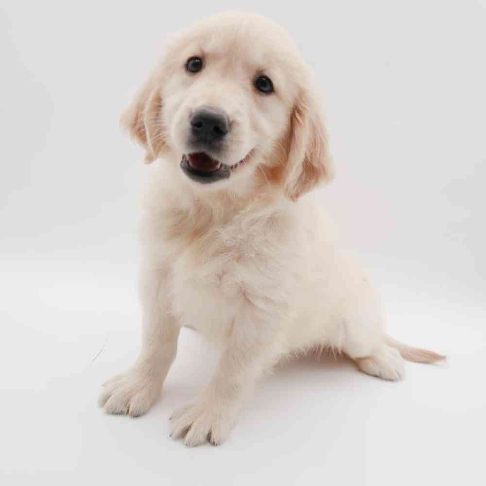 Female Golden Retriever Puppy for Sale in Henderson, NV