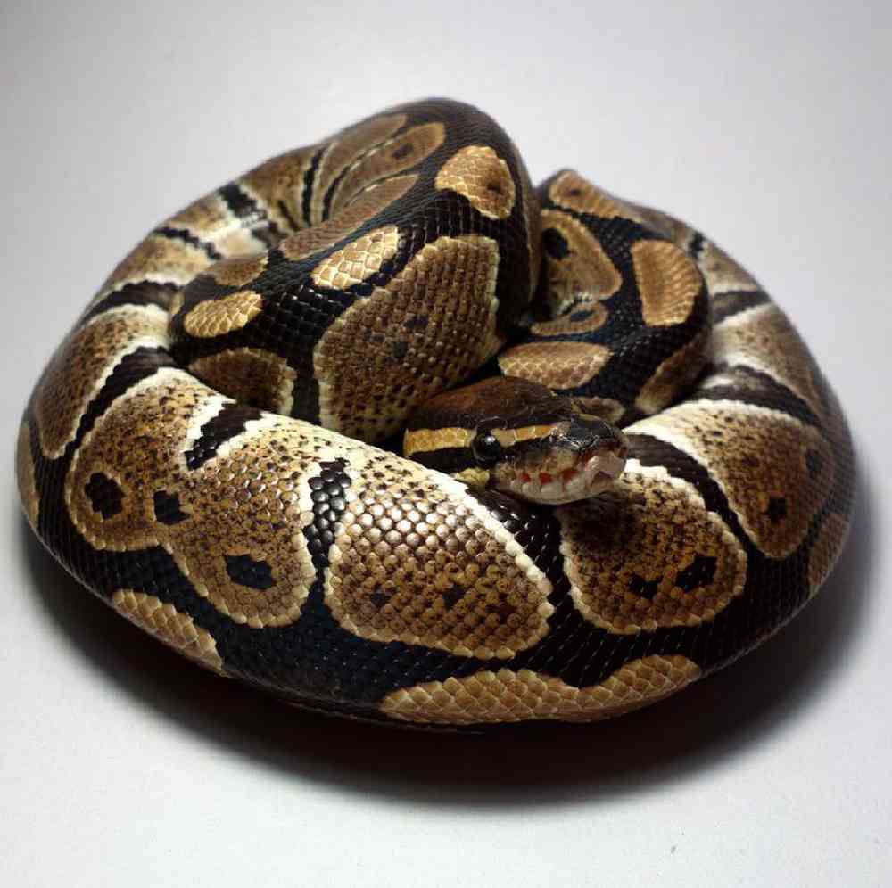 Snake Ball Python Normal