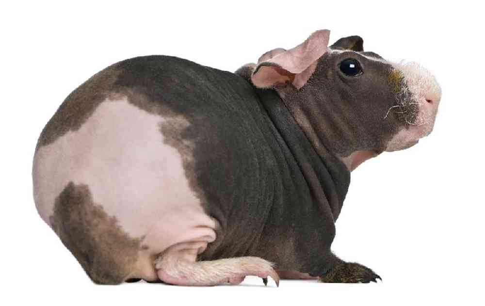 Unknown Guinea Pig Hairless Small Animal for sale