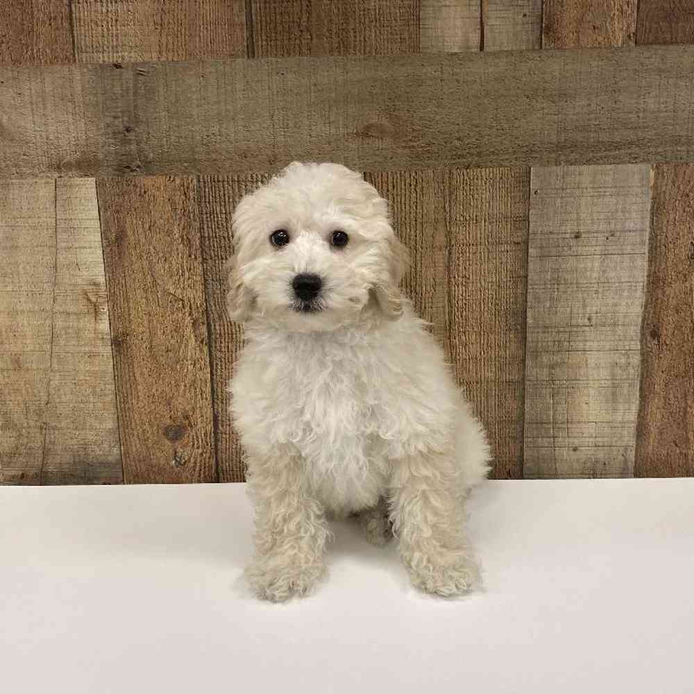 Male Poodle Mini Puppy for Sale in Las Vegas, NV