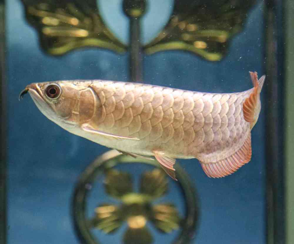 Unknown Misc. Fish Freshwater Fish for sale