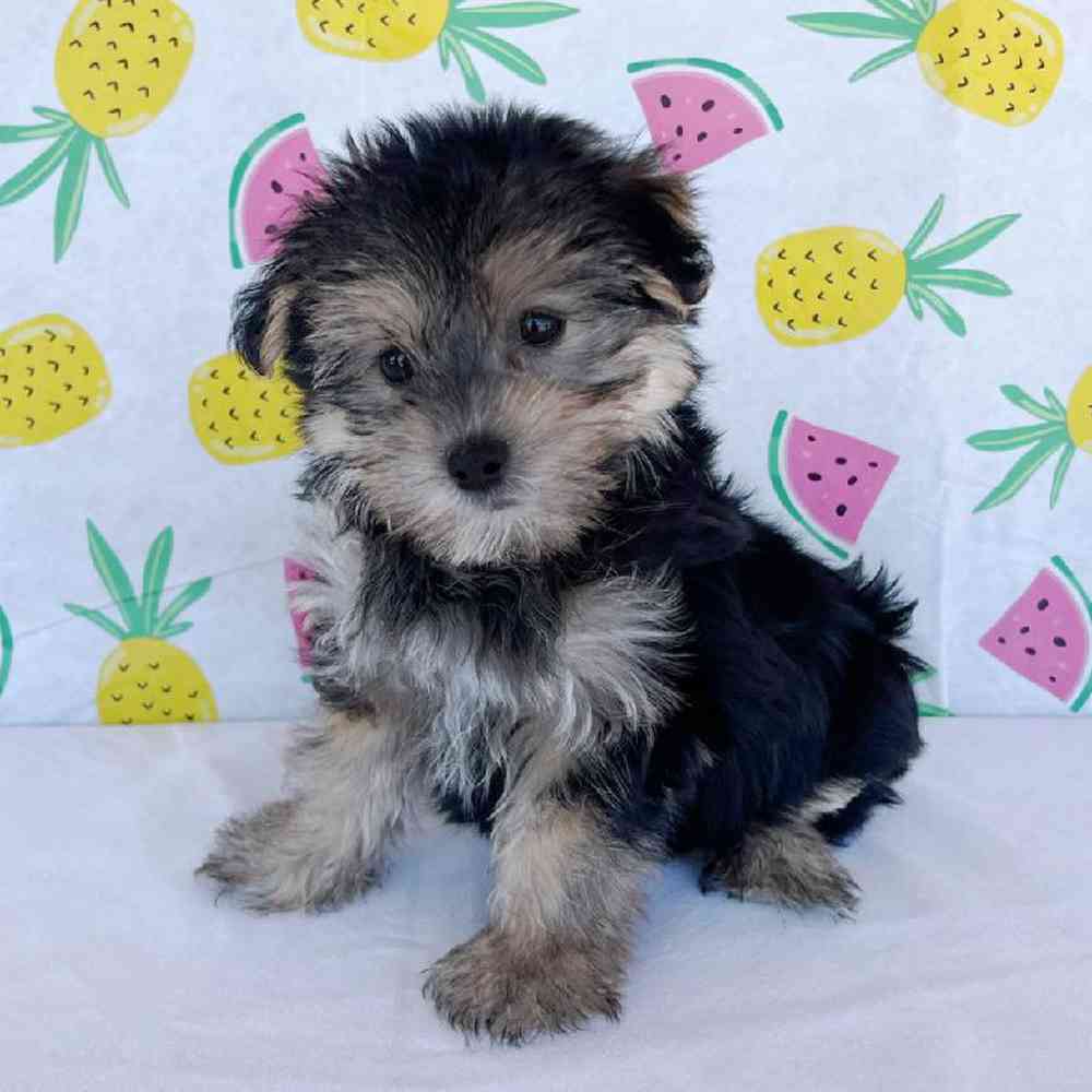 Male Morkie Puppy for Sale in Henderson, NV