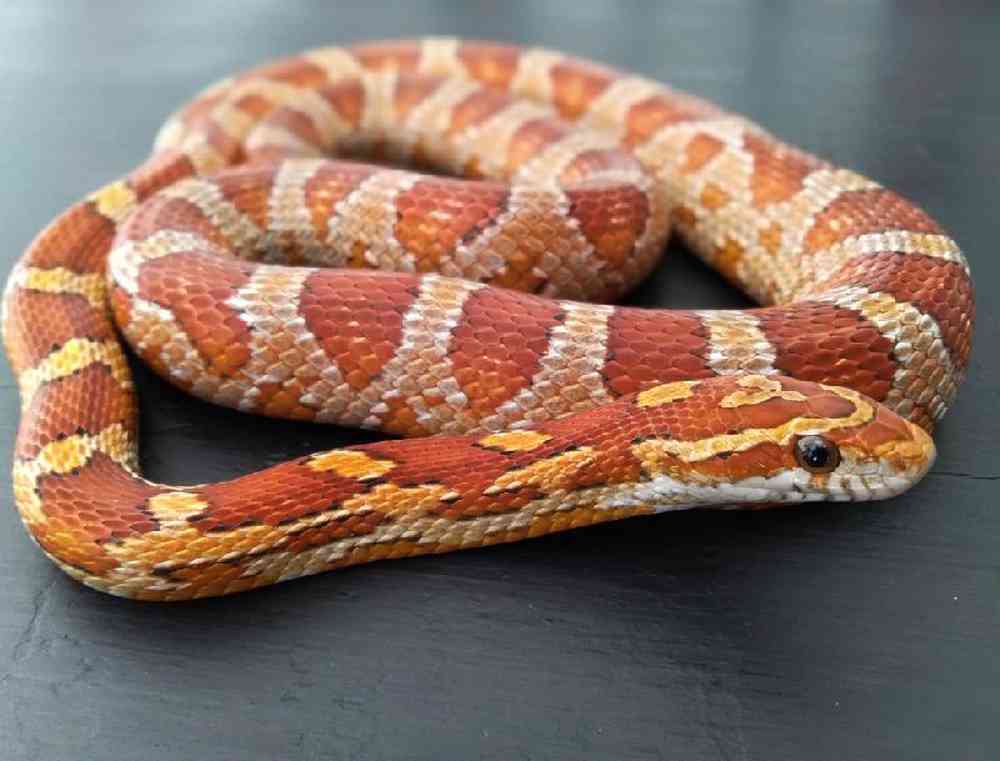 Snake Corn Snake Common