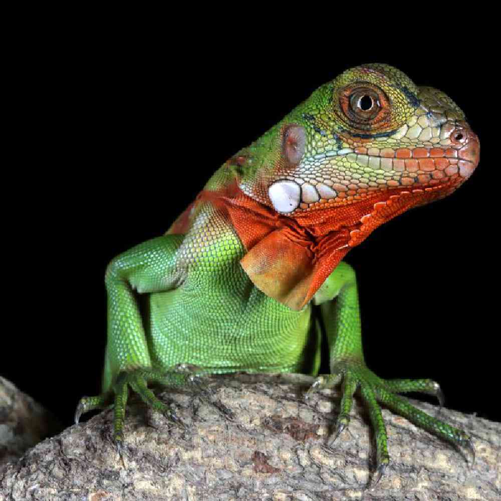 Unknown Iguana Red Reptile for sale