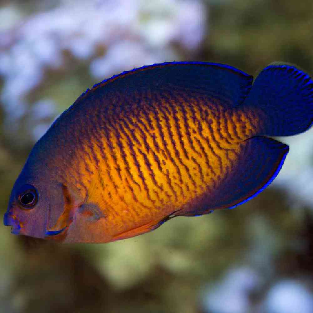 Unknown Angel Coral Beauty Saltwater Fish for sale