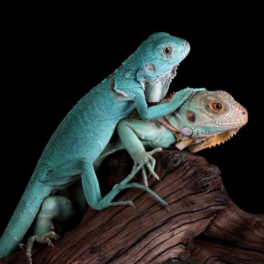 Unknown Iguana Blue Reptile for sale