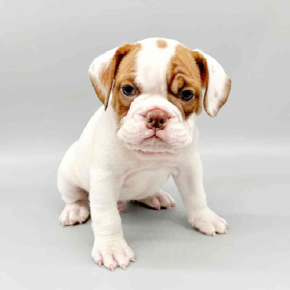 Male Bulldog Puppy for Sale in Las Vegas, NV