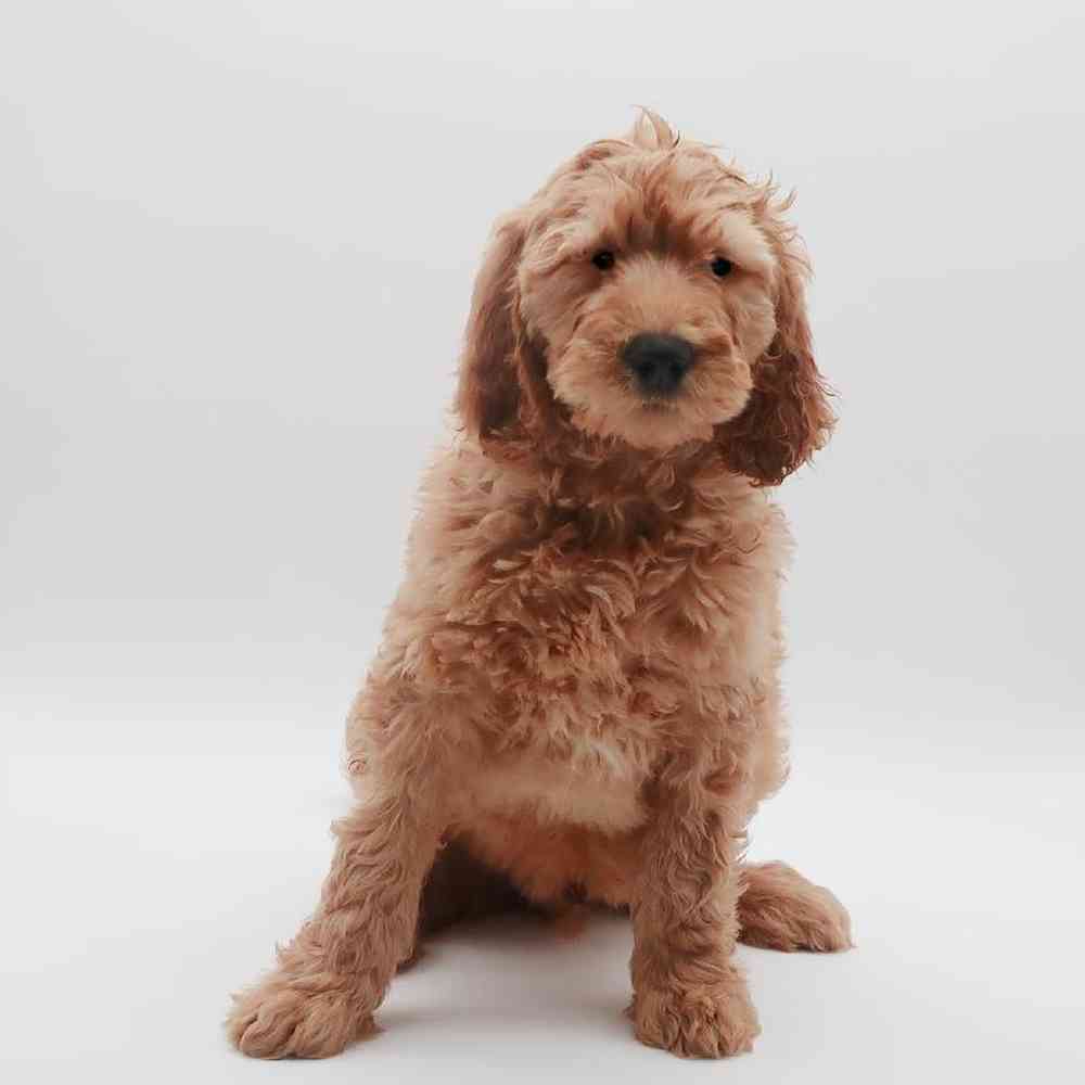 Male Goldendoodle Puppy for Sale in Henderson, NV
