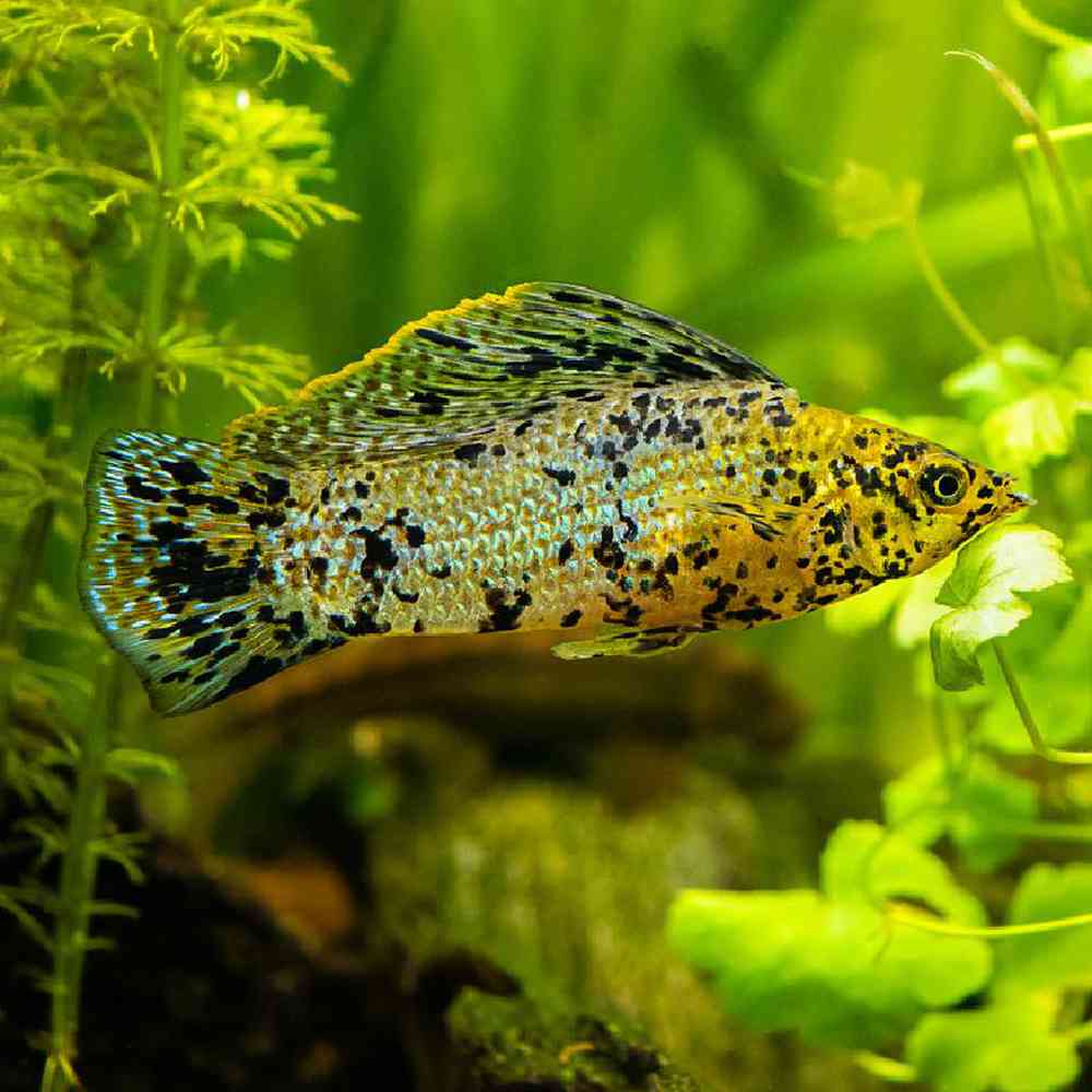Unknown Mollies Freshwater Fish for sale