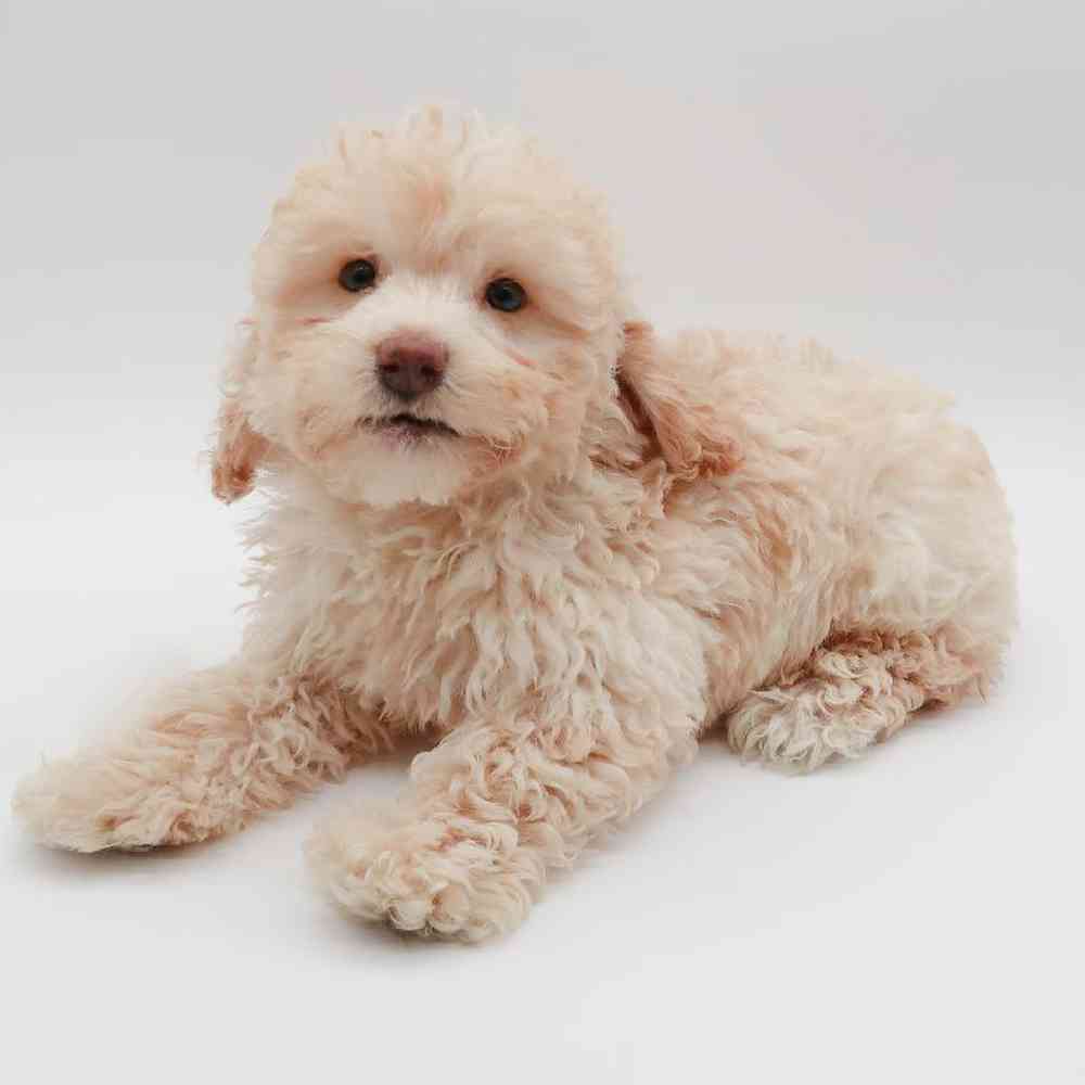 Male Goldendoodle mini 2nd Gen Puppy for Sale in Henderson, NV