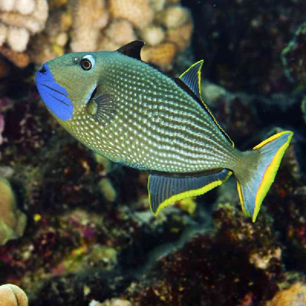 Unknown Triggers Bluethroat Saltwater Fish for sale