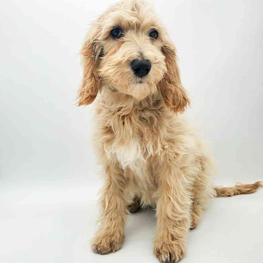 Female Golden Cavalier-Mini Poodle Mix Puppy for Sale in Vineyard, UT