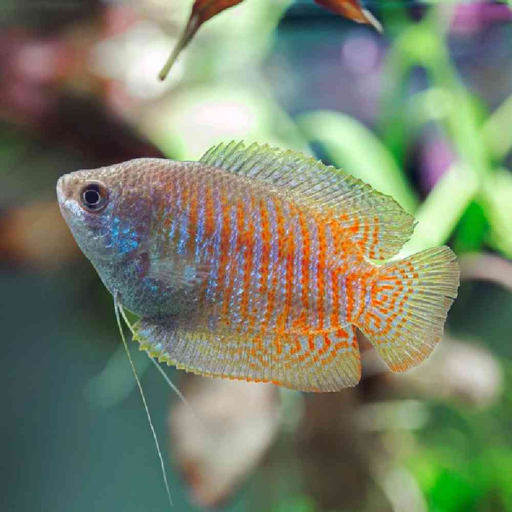 Unknown Gourami Freshwater Fish for sale