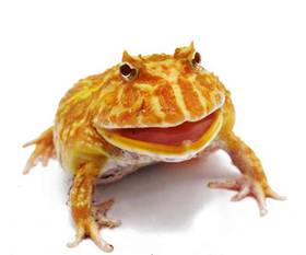 Frog Pacman Brown
