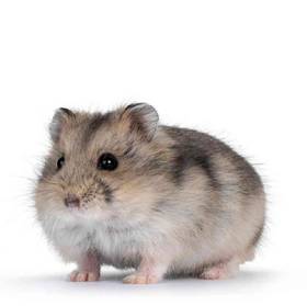 Hamster Dwarf