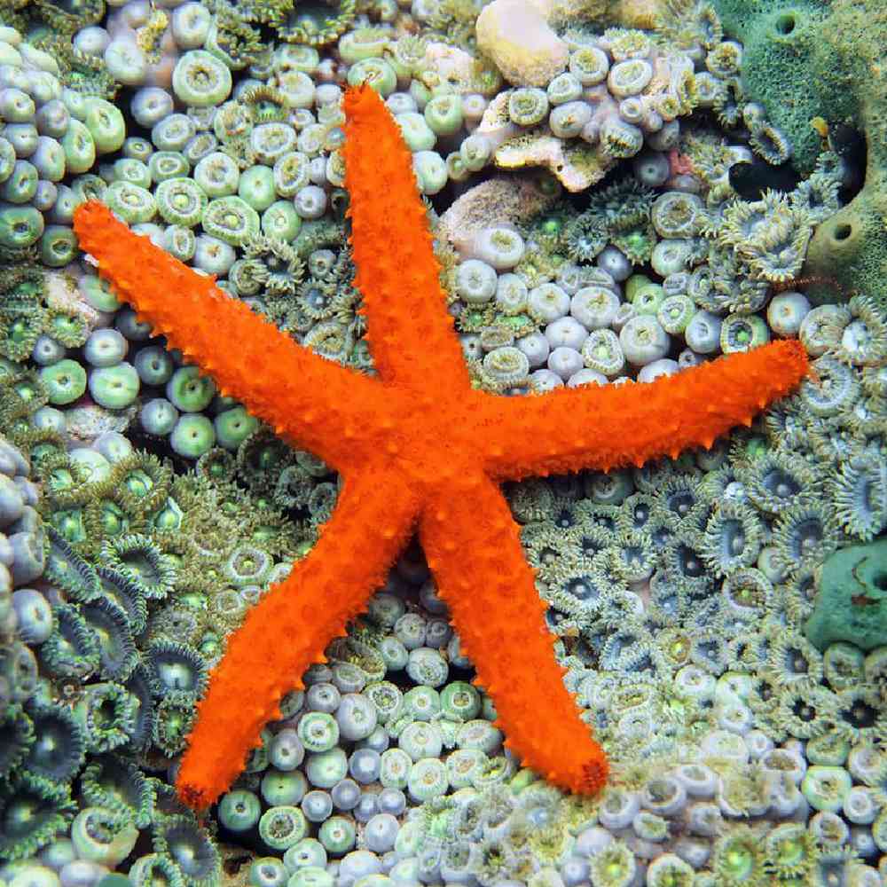 Sea Star Linckia Red