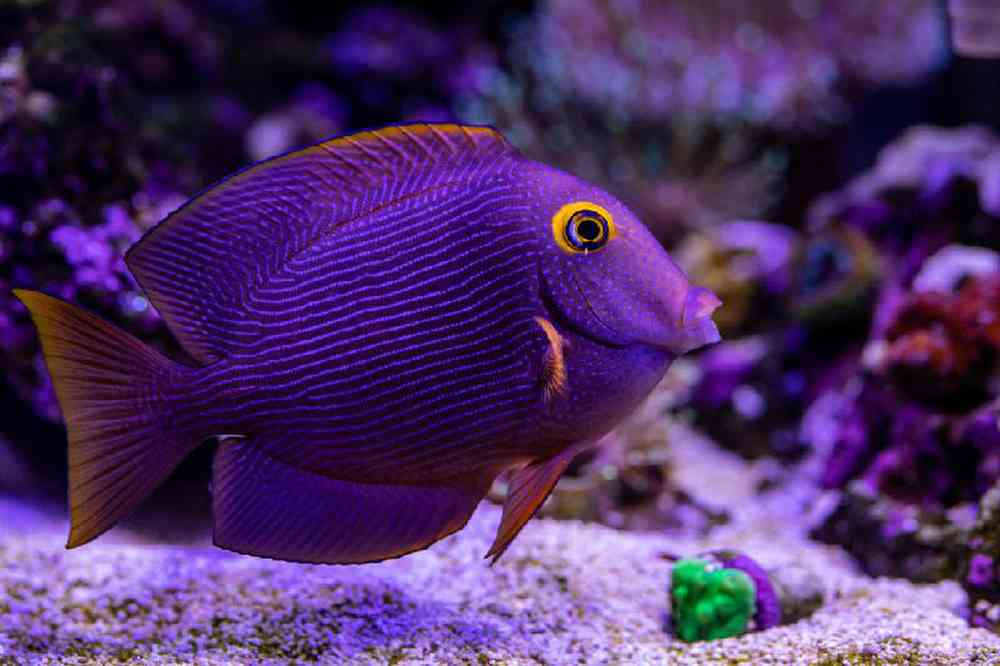 Unknown Tangs Kole Saltwater Fish for sale