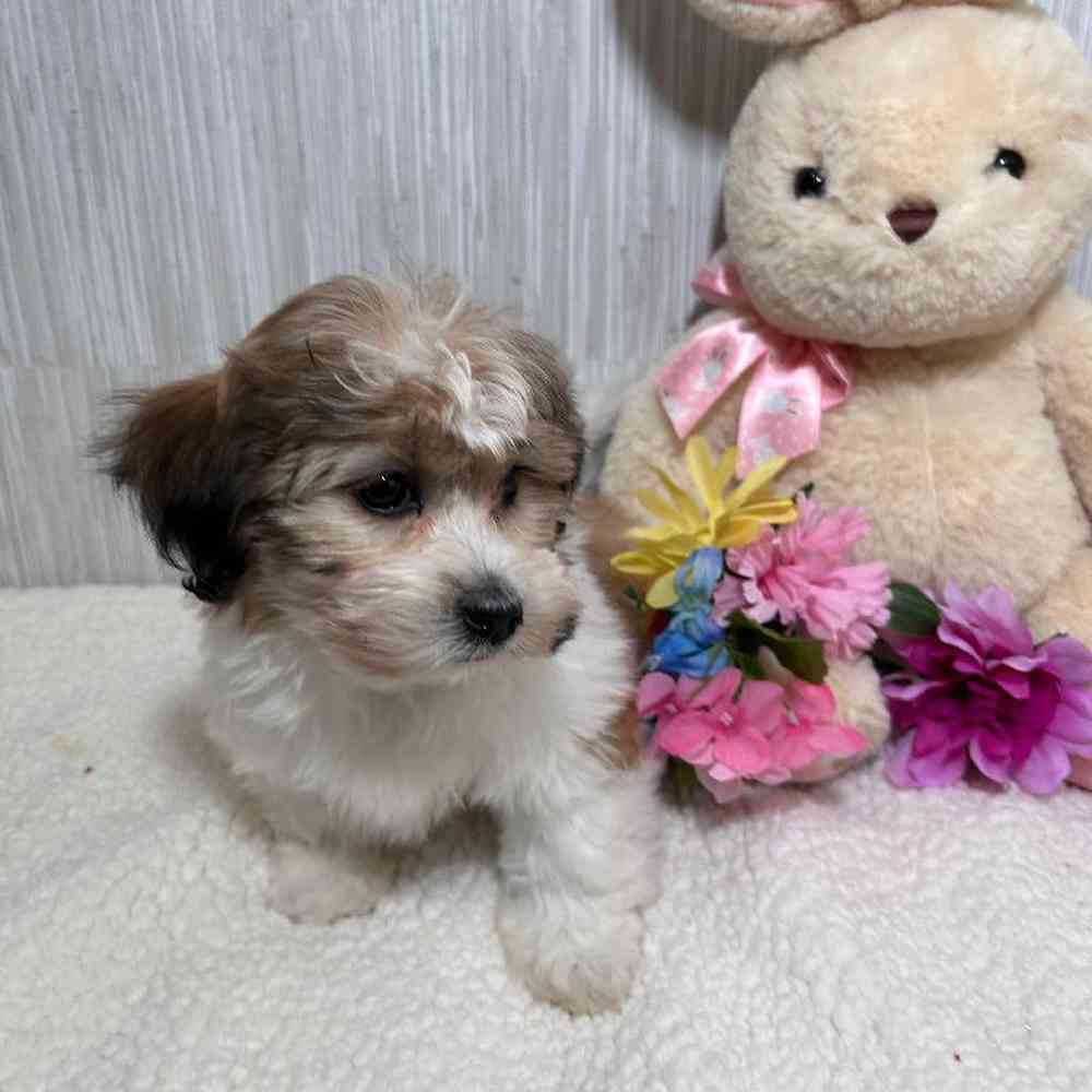 Female Teddy Bear Puppy for Sale in Vineyard, UT