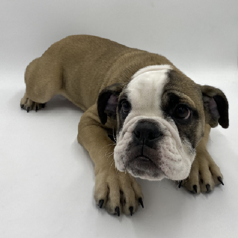 Female Bulldog Puppy for Sale in Cedar City, UT