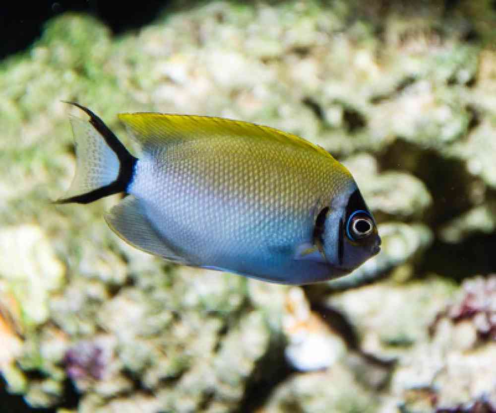Unknown Angel Swallowtail Saltwater Fish for sale