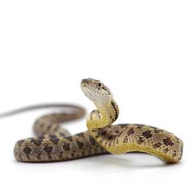 Snake Rat Snake