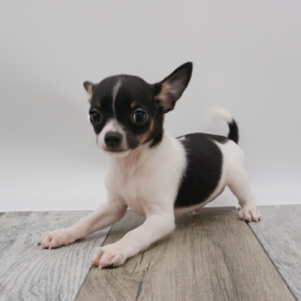 Male Chihuahua Puppy for Sale in West Jordan, UT