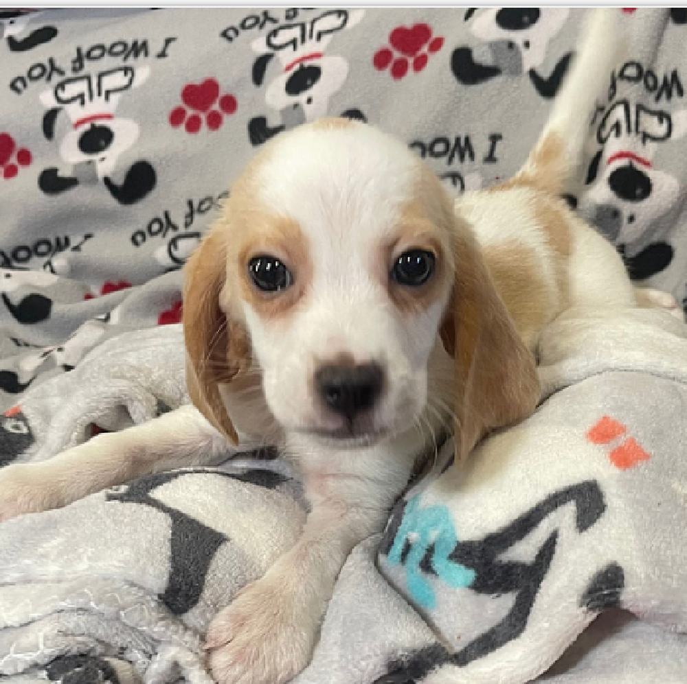 Male Beagle Puppy for Sale in Vineyard, UT