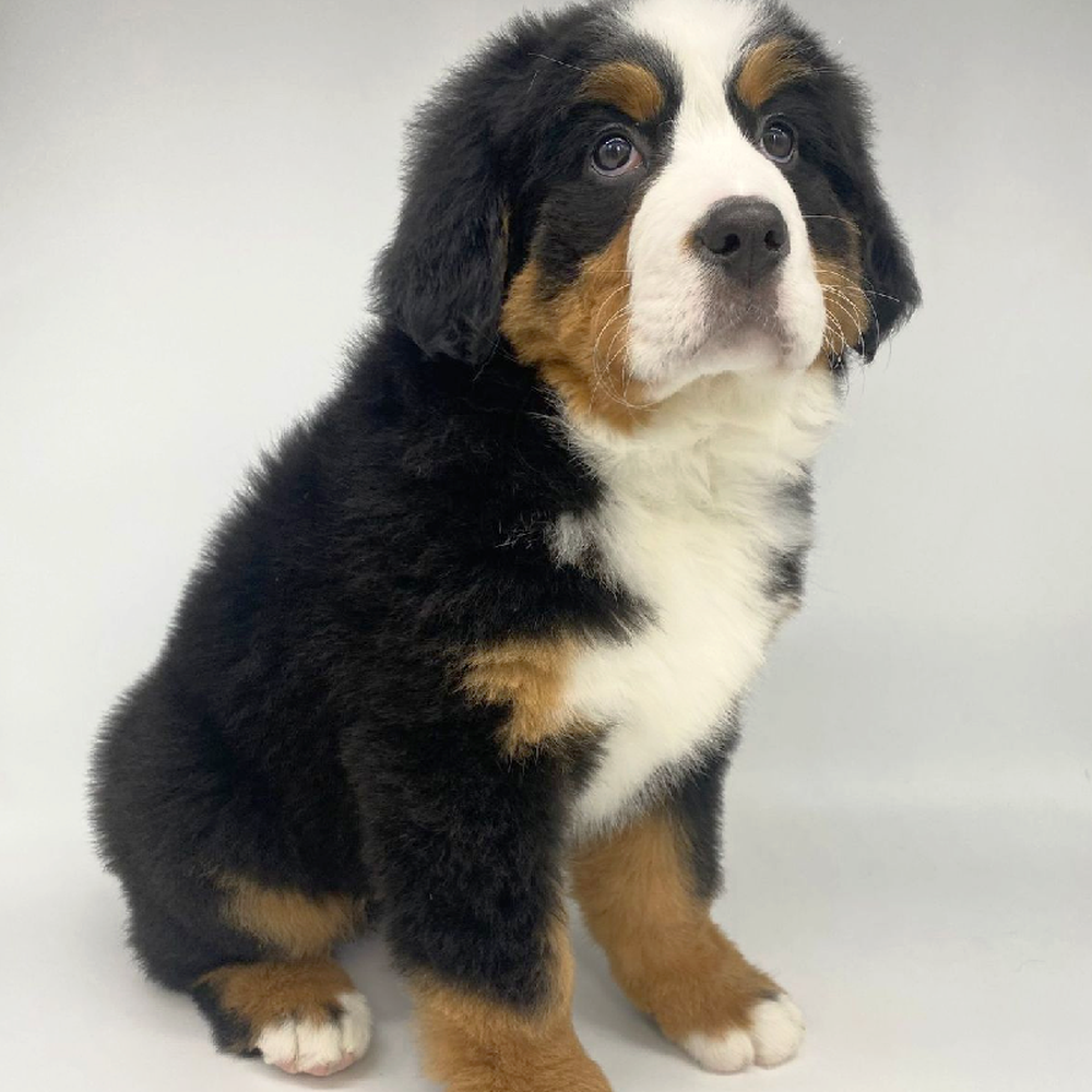 Female Bernese Mountain Dog Puppy for Sale in Las Vegas, NV