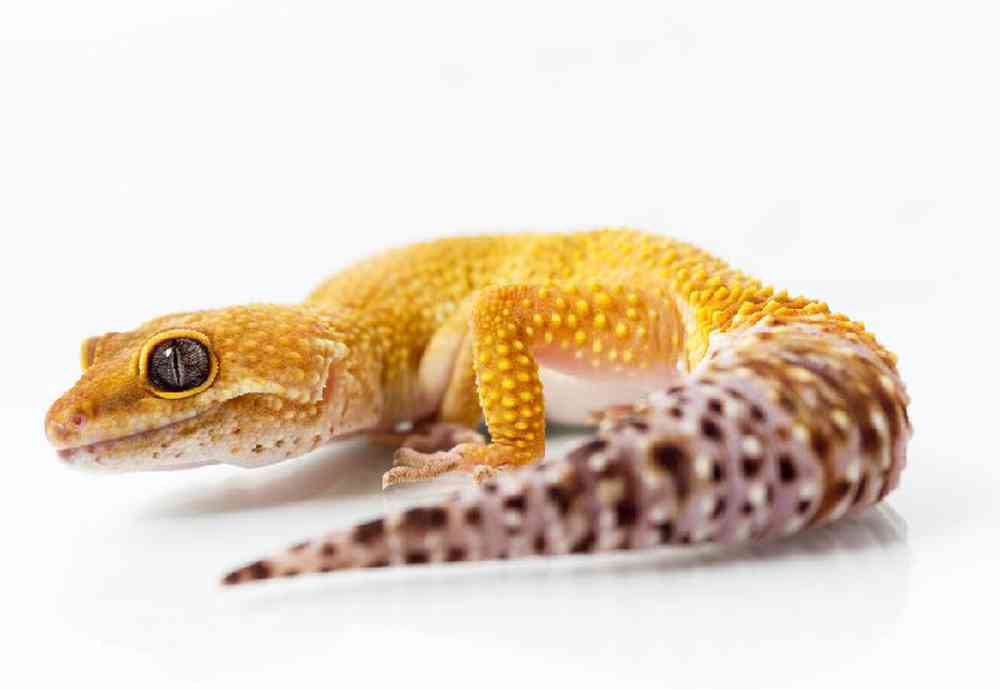 Unknown Geckos Tangerine Leopard Reptile for sale