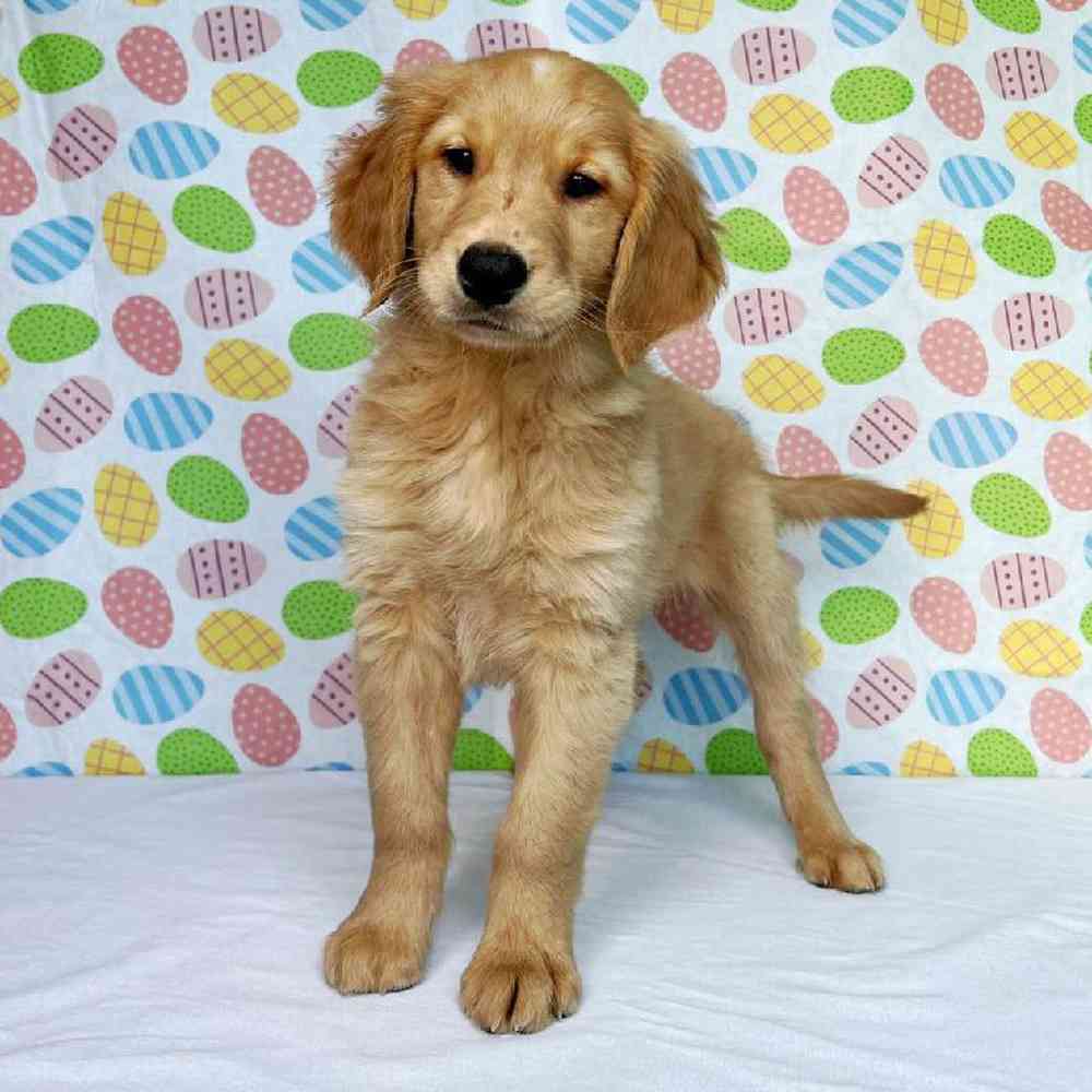 Male Golden Retriever Puppy for Sale in Henderson, NV