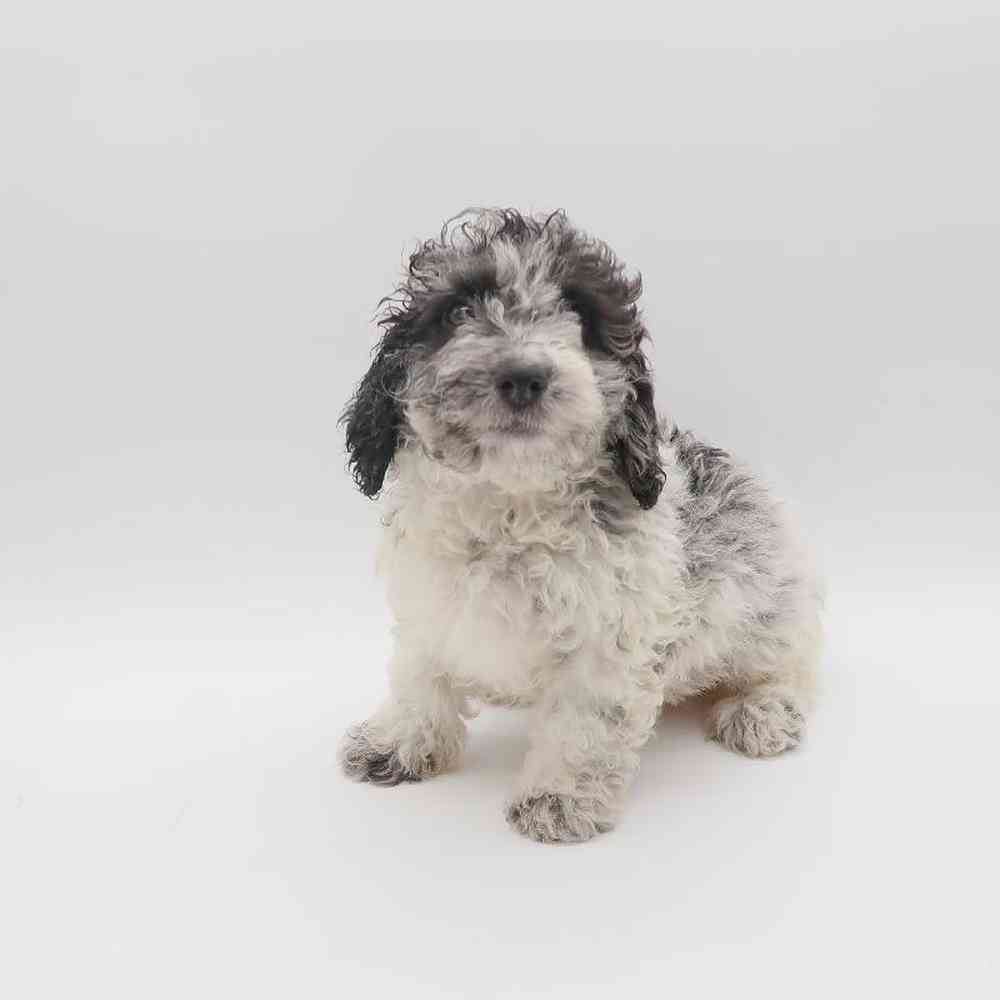 Female Bernedoodle Mini 2nd Gen Puppy for Sale in Henderson, NV