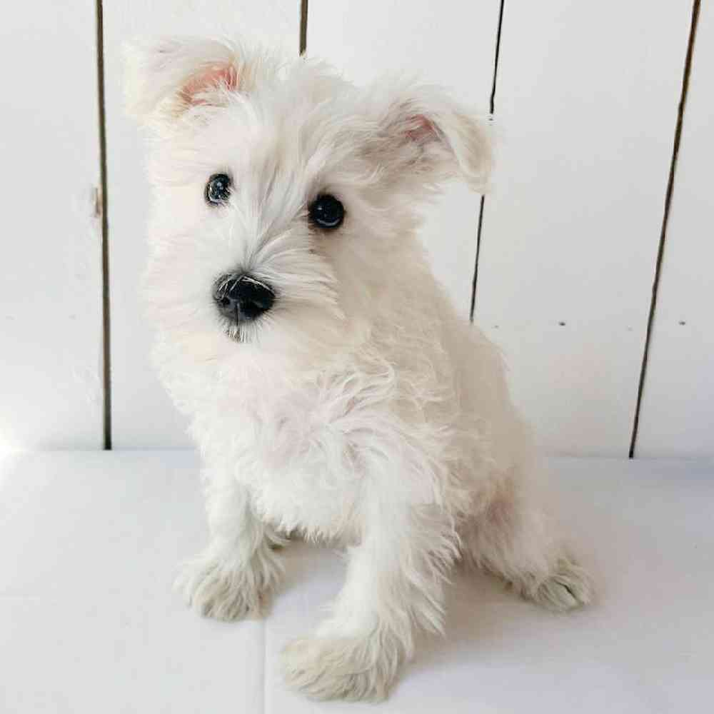 Female Mini Schnauzer Puppy for Sale in Las Vegas, NV