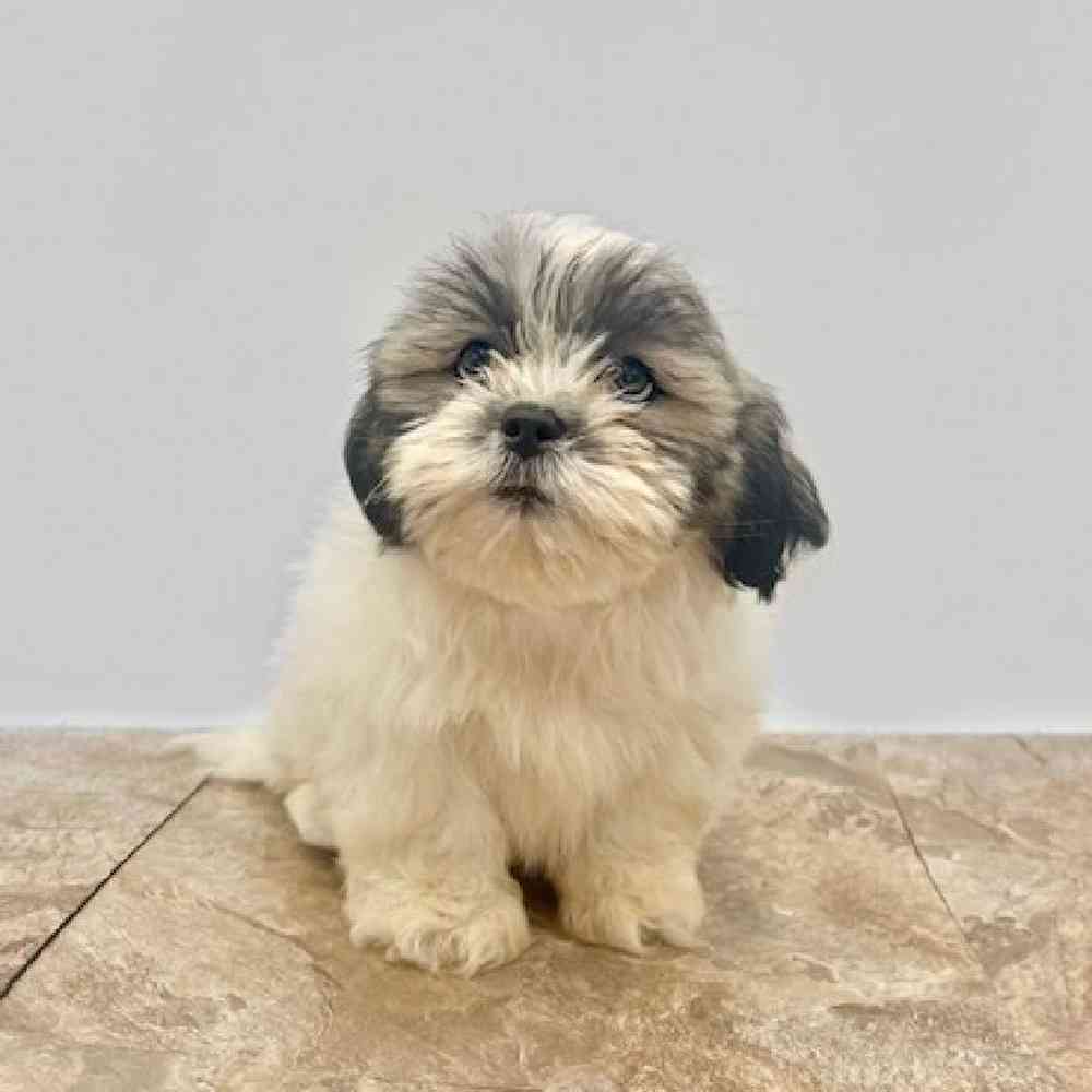 Male Lhasa Apso Puppy for Sale in St. George, UT