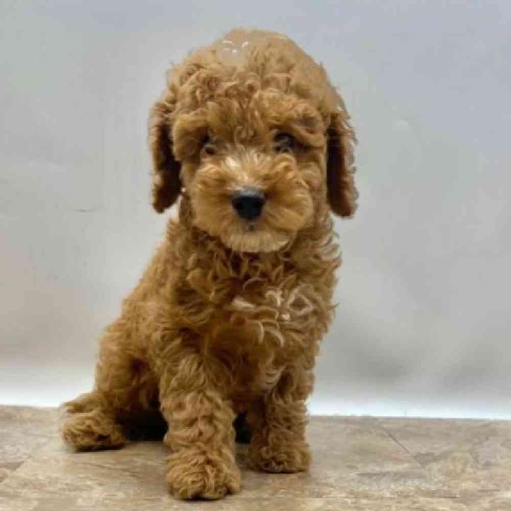 Female Maltipoo Puppy for Sale in St. George, UT