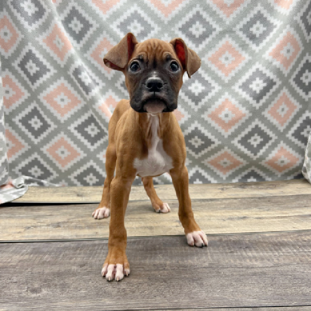 Male Boxer Puppy for Sale in Vineyard, UT