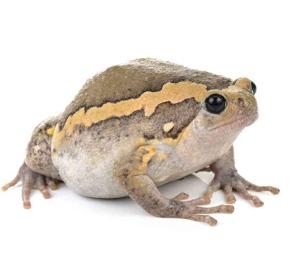 Frog Chubby Frog