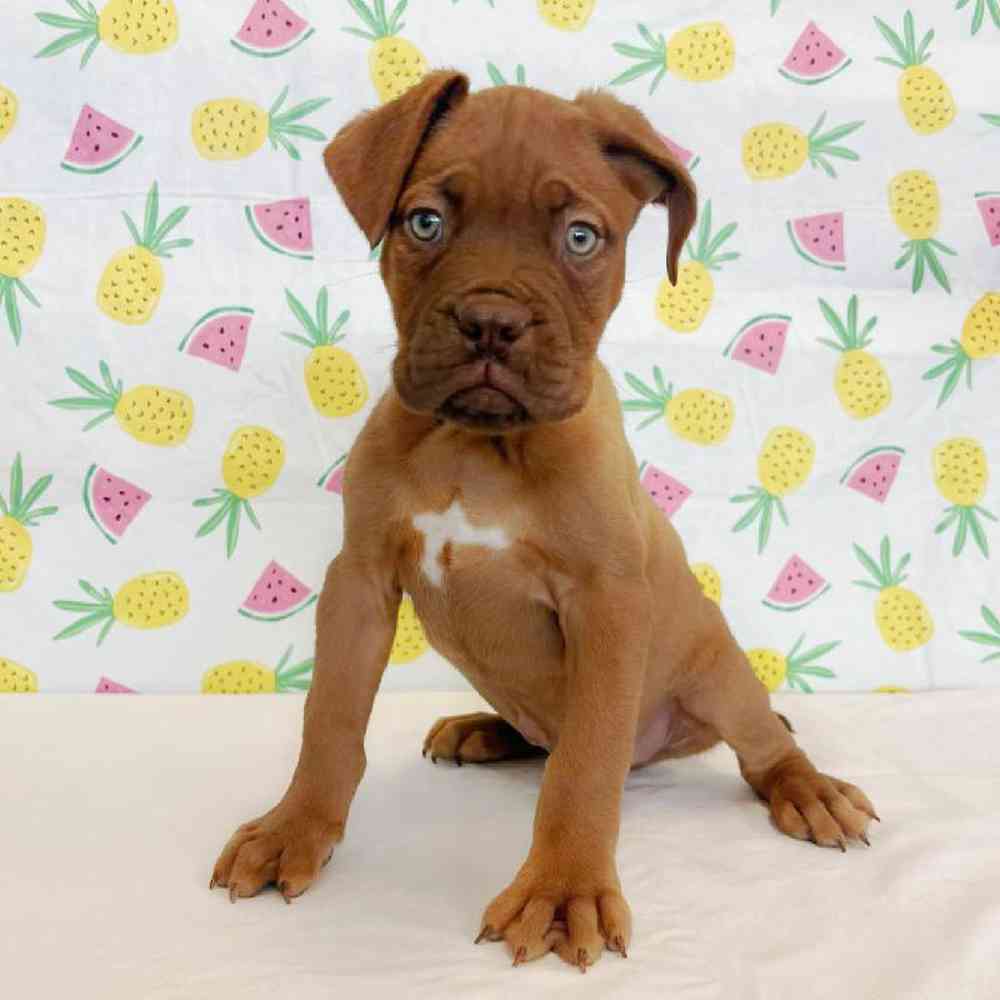 Male Dogue De Bordeaux Puppy for Sale in Henderson, NV