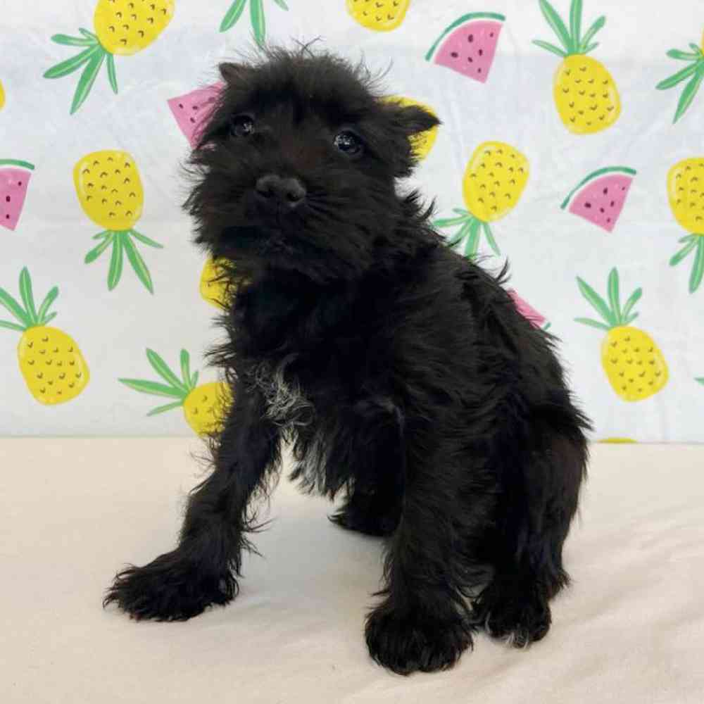 Female Mini Schnauzer Puppy for Sale in Henderson, NV