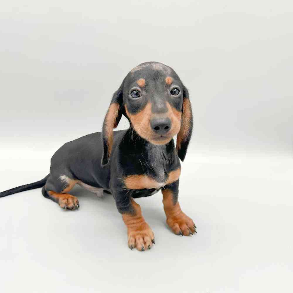 Male Dachshund Puppy for Sale in Las Vegas, NV