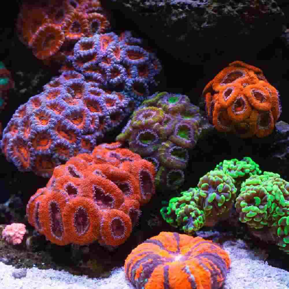Corals are available at Cedar Pet Supply