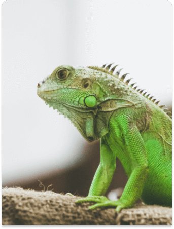 reptiles for sale at Cedar Pet Supply