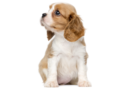 An isolated cavalier king charles spaniel puppy.