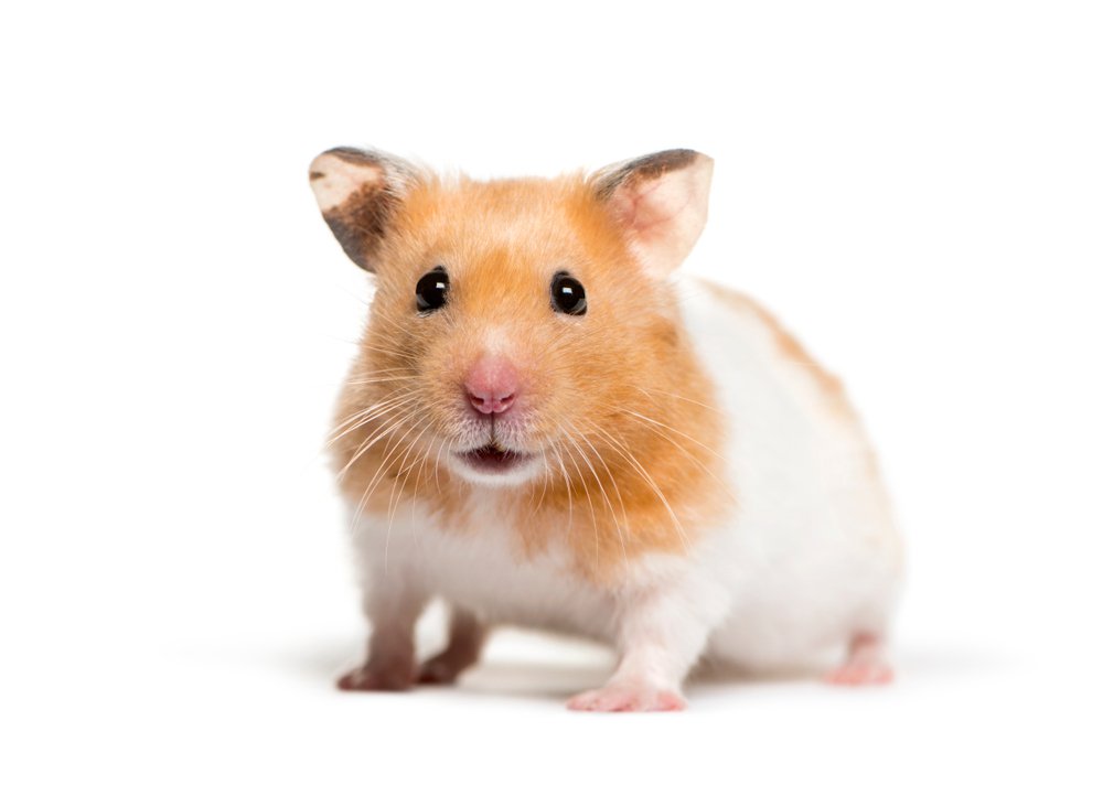 A hamster isolated on white.
